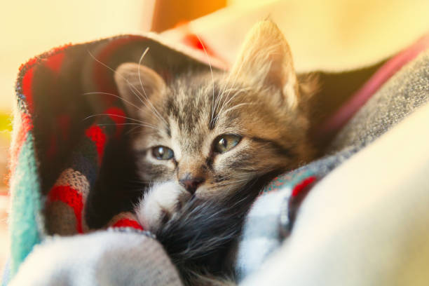 istock Small tabby mixed breed kitten under gray and red wool plaid. Pets care and adoption concept. Close up, selective focus. 1160261823