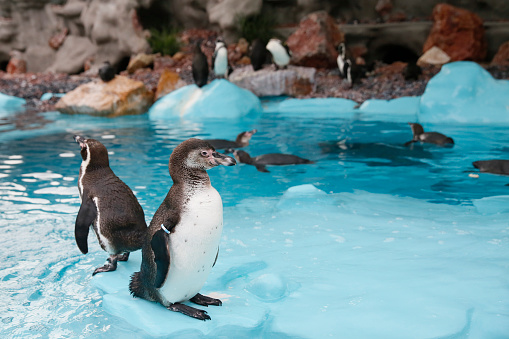 Closeup of two isolated humboldt penguins in conversation with each other, natural water birds in a cute animal concept, symbol for gossip, rumor, indiscretion or environment protection