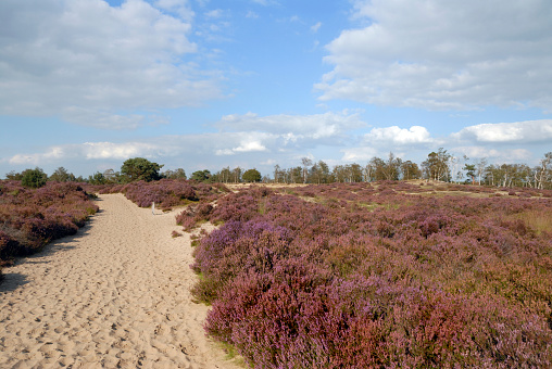 Heath vegetation in the Kalmthoutse Heide,a nature reserve on the Belgian-Dutch border.