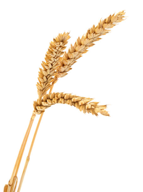 istock Ears of wheat. 1160264969