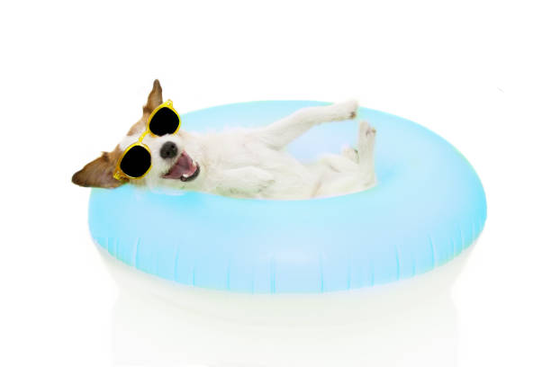 istock HAPPY DOG SUMMER GOING ON VACATIONS. JACK RUSSELL INSIDE A INFLATABLE OR BLUE FLOAT POOL WEARING SUNGLASSES. ISOLATED AGAINST WHITE BACKGROUND. 1160265500