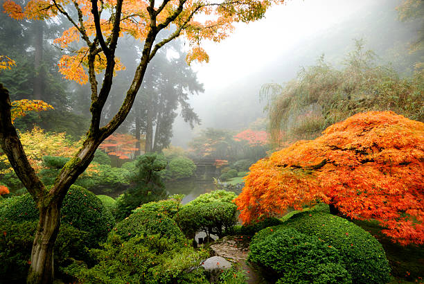 Japanese garden in the Mist