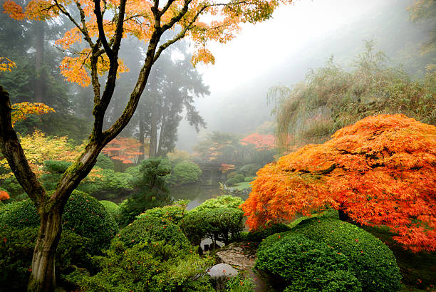 Japanese garden in the Mist Autumn colors in a classic Japanese Garden on a misty morning portland japanese garden stock pictures, royalty-free photos & images