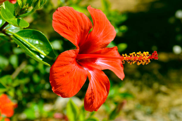 istock Hibiscus rosa-sinensis red flower 1160270944