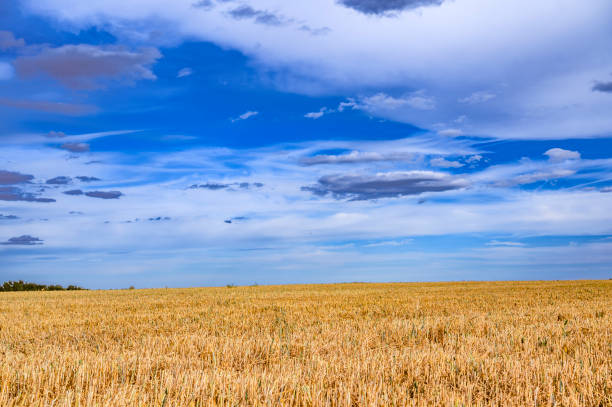 istock A harvested field illuminated by the sun and under a dramatic cloudy sky. 1160271419