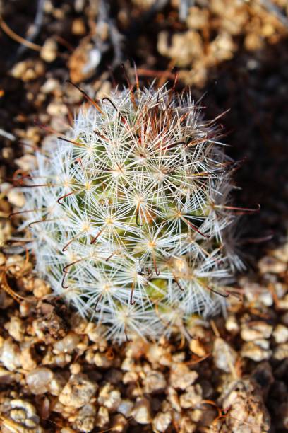 istock MAMMILLARIA TETRANCISTRA - COMMON FISHHOOK CACTUS - JOSHUA TREE NP - 060119 D 1160271537