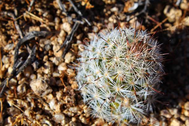 istock MAMMILLARIA TETRANCISTRA - COMMON FISHHOOK CACTUS - JOSHUA TREE NP - 060119 A 1160272078