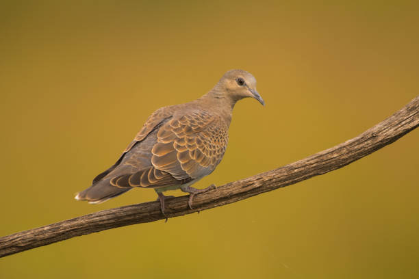 istock Streptopelia turtur 1160272301