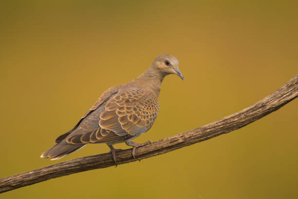 istock Streptopelia turtur 1160272306