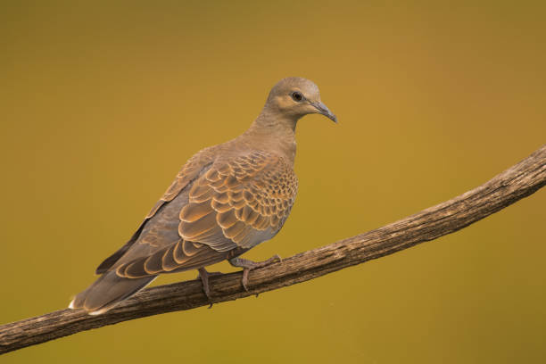 istock Streptopelia turtur 1160272350