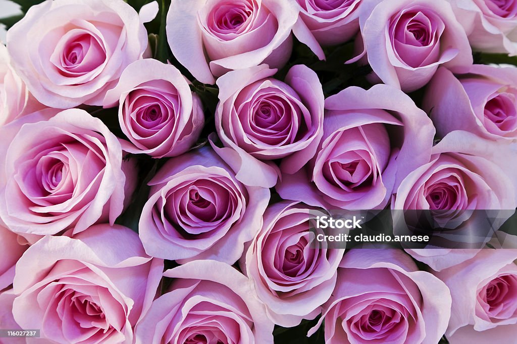 Bouquet de Rose - Photo de Beauté de la nature libre de droits