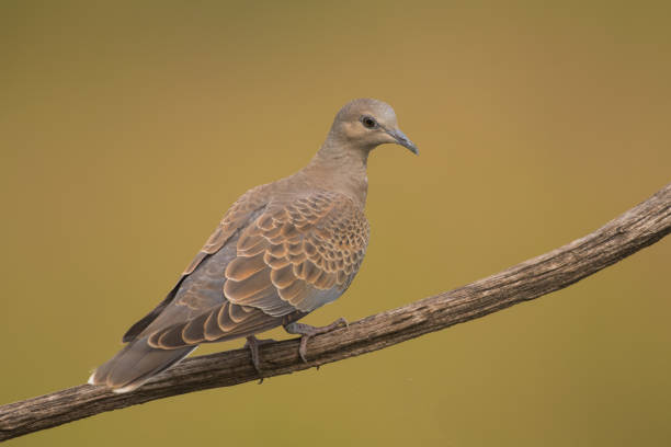 istock Streptopelia turtur 1160272372