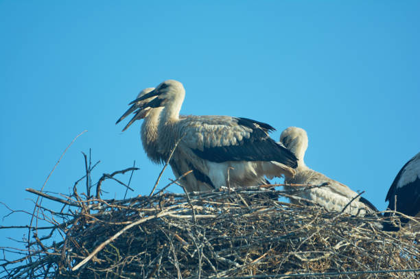 istock Stork with chicks in the nest. 1160272632