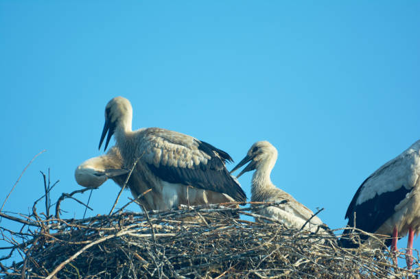 istock Stork with chicks in the nest. 1160272636