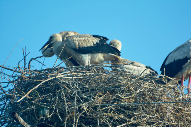 istock Stork with chicks in the nest. 1160272637