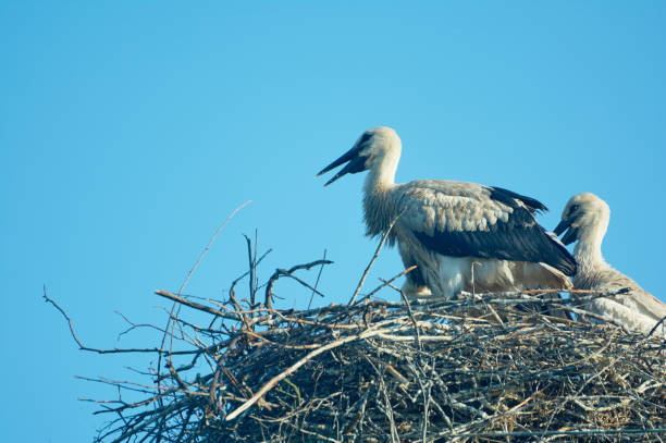 istock Stork with chicks in the nest. 1160272667