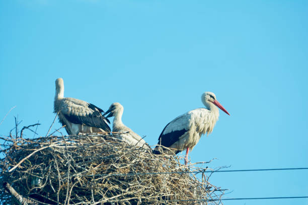 istock Stork with chicks in the nest. 1160272672