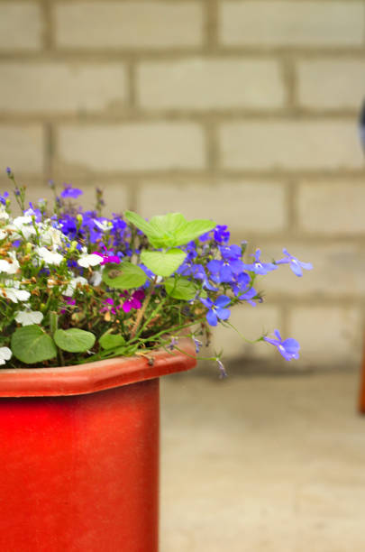 istock Flower pot with colored flowers.Multi-colored flowers 1160273620