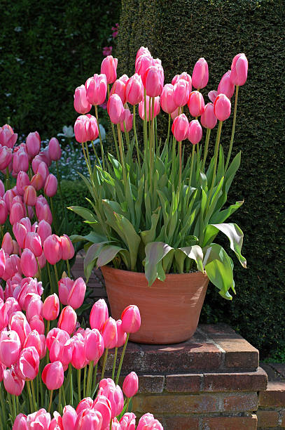 istock pink tulips in pot 116027369