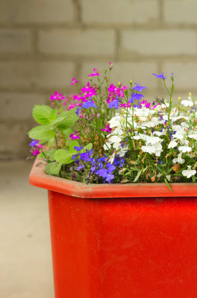 istock Flower pot with colored flowers.Multi-colored flowers 1160273703