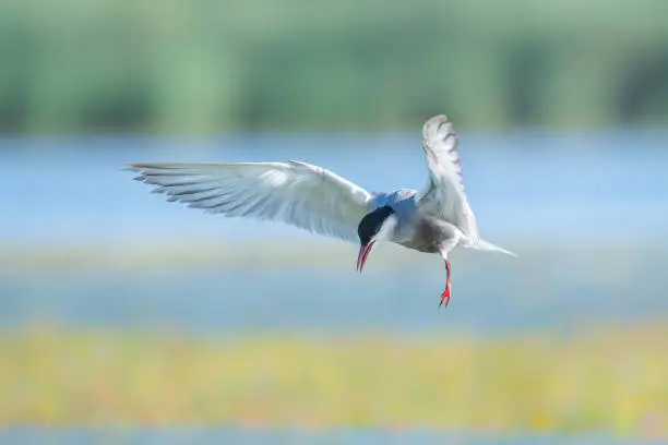 Photo of The common tern