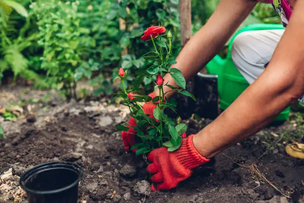 Woman gardener transplanting roses flowers from pot into wet soil after watering it with watering can. Summer garden work.