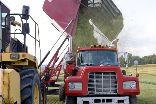 Alfalfa Harvest being dumped into a truck.
