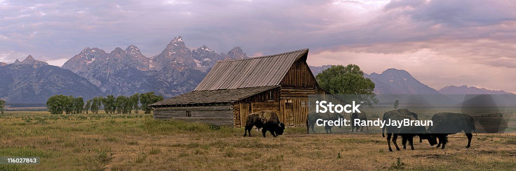 Wild buffalo roaming free at a ranch A red barn and wild buffalo make the foreground for this panoramic scene of the Grand Teton Mountain range, in Wyoming. Red Stock Photo