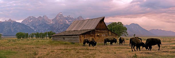 Wild buffalo roaming free at a ranch stock photo