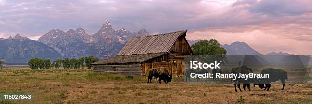 Wild Buffalo Roaming Free At A Ranch Stock Photo - Download Image Now - Red, Teton Range, Wyoming