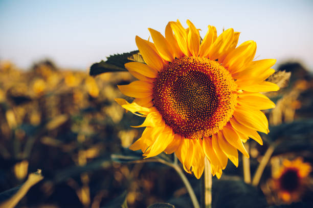 istock Sunflower in the sunset, live nature. 1160278679