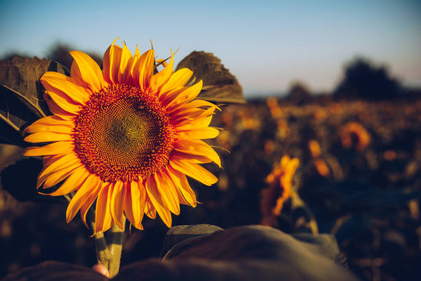 istock Sunflower in the sunset, live nature. 1160278739