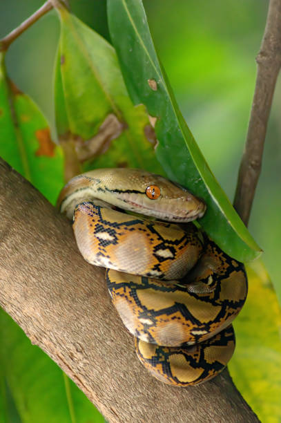 istock The child python curled on the branch of the mango tree. the background is green lief 1160280508