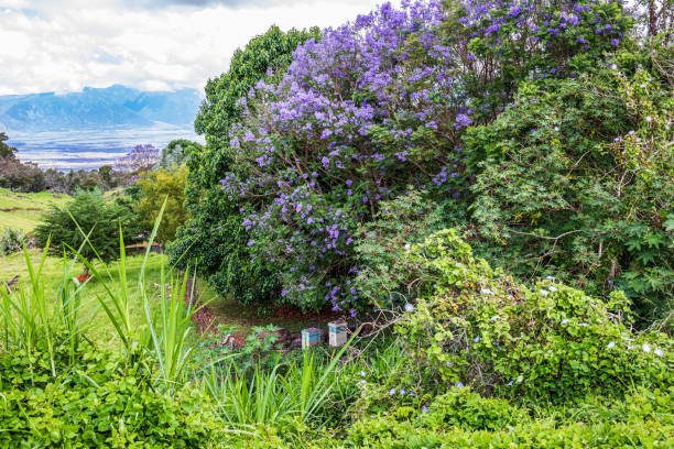 istock Purple Jacaranda Trees, Kula, Upcountry, Maui 1160282534