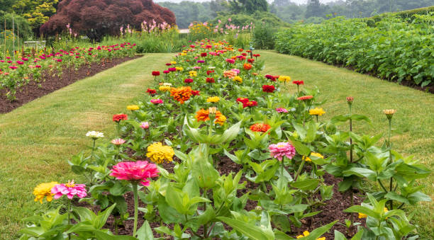 istock Zinnias in the garden 1160283547