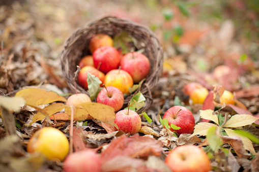 Apples on a bed of leaves
