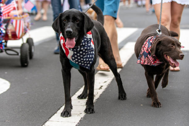 Patriotic black Labrador dog and friend dressed in red white and blue bandana while celebrating 4th July holiday on city street.