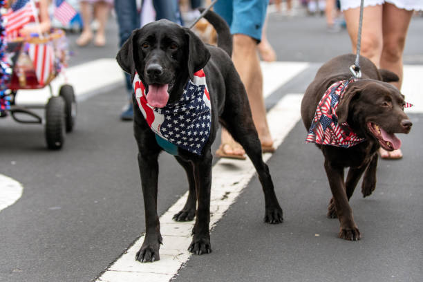 Four legged friends marching in parade. Patriotic black Labrador dog and friend dressed in red white and blue bandana while celebrating 4th July holiday on city street. parade stock pictures, royalty-free photos & images