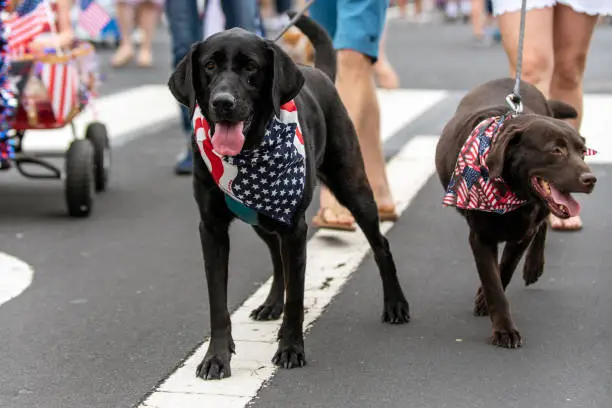 Photo of Four legged friends marching in parade.