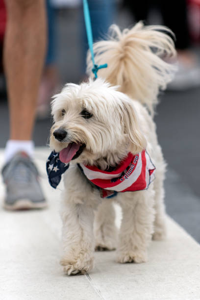 istock Four legged friends marching in parade. 1160288901