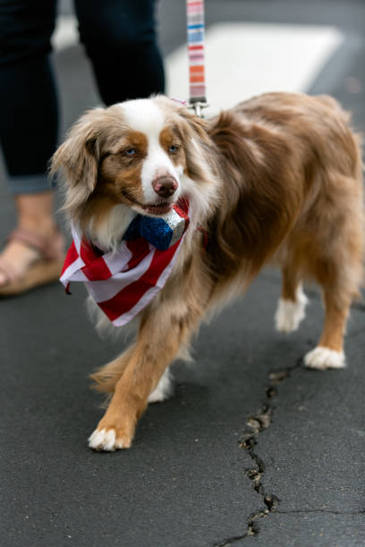 istock Four legged friends marching in parade. 1160288996