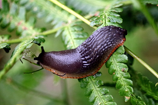 Black Slug, Arion Ater. Although a very common slug, there are three species in this complex Arion ater, A. rufus and A. vulgaris. Devon, Ivybridge.