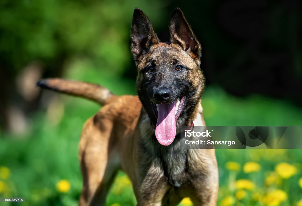 Belgian Shepherd puppy Malinois on a background of dandelions puppy of belgian shepherd malinois happily and attentively looks into the camera and wags its tail. The dog stands on the background of green glade with dandelions Belgian Malinois Stock Photo