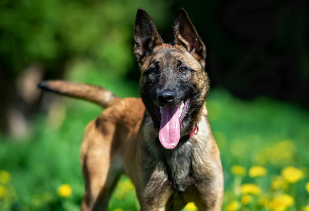 Belgian Shepherd puppy Malinois on a background of dandelions puppy of belgian shepherd malinois happily and attentively looks into the camera and wags its tail. The dog stands on the background of green glade with dandelions guard dog photos stock pictures, royalty-free photos & images