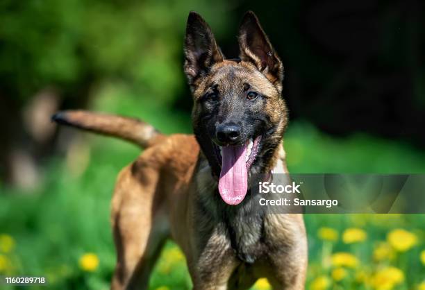 Belgian Shepherd Puppy Malinois On A Background Of Dandelions Stock Photo - Download Image Now