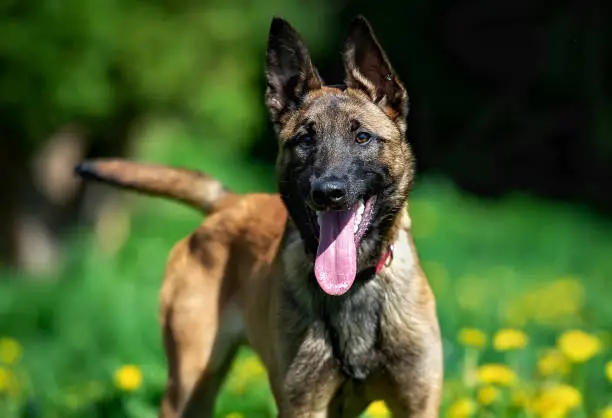 puppy of belgian shepherd malinois happily and attentively looks into the camera and wags its tail. The dog stands on the background of green glade with dandelions