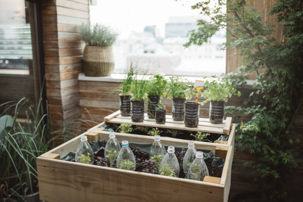 istock Recycled plastic bottles used in home garden 1160290654