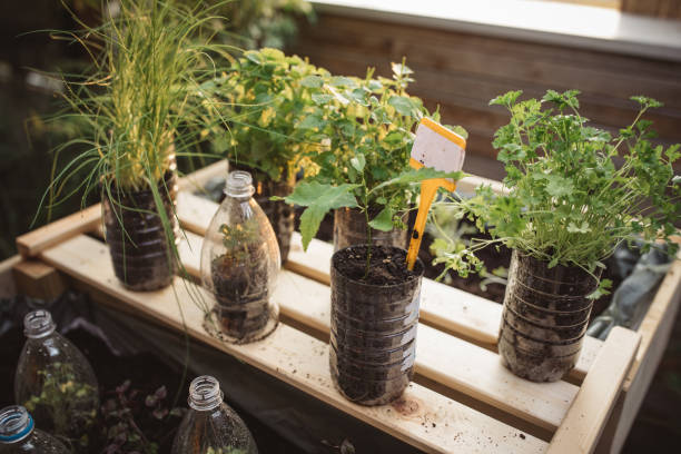 istock Recycled plastic bottles used in home garden 1160290708