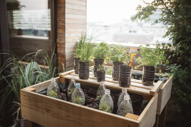 istock Recycled plastic bottles used in home garden 1160290724
