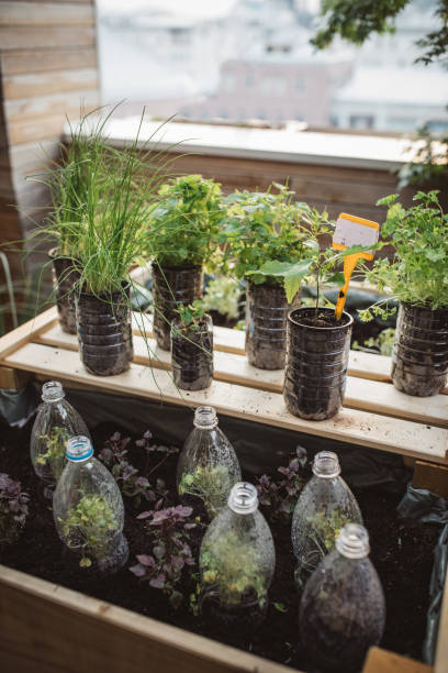 istock Recycled plastic bottles used in home garden 1160290725
